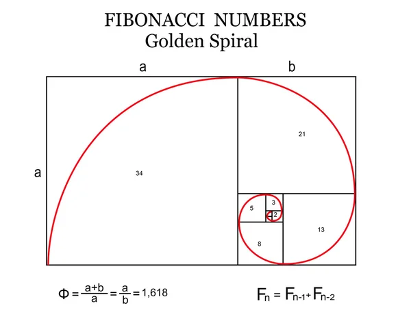 The Fibonacci spiral — Stock Vector