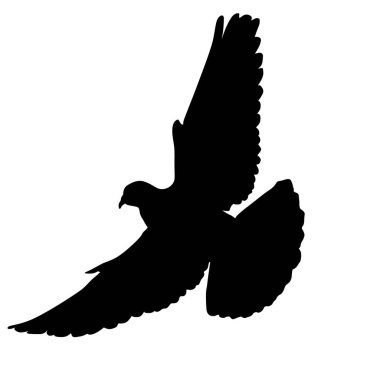 Flying dove on white background, vector illustration