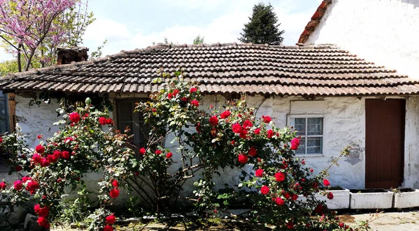 Rosas Vermelhas Frente Uma Pequena Casa Velha Grécia — Fotografia de Stock