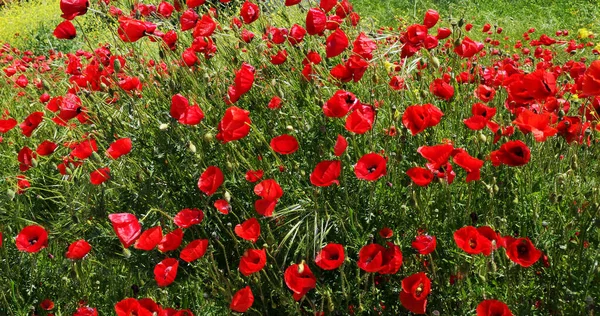 Schöne Rote Mohn Blühen Auf Wildem Feld Hintergrund — Stockfoto