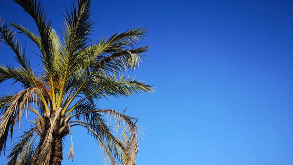 Enda Palm Tree Klarblå Himmel Bakgrund — Stockfoto