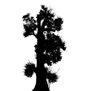 siluet siyah ağaç