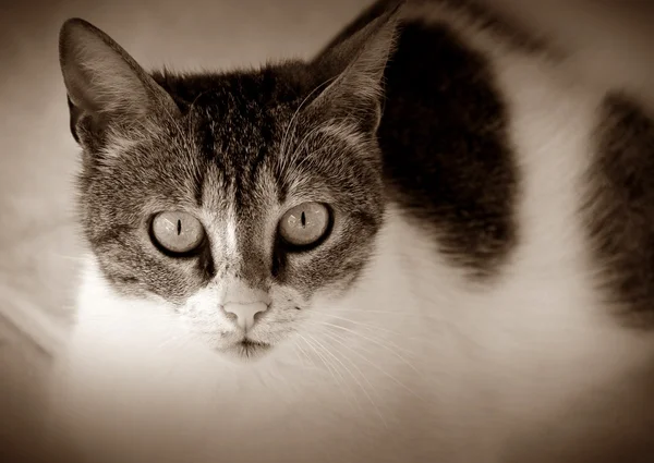 Katzenporträt auf Sepia — Stockfoto