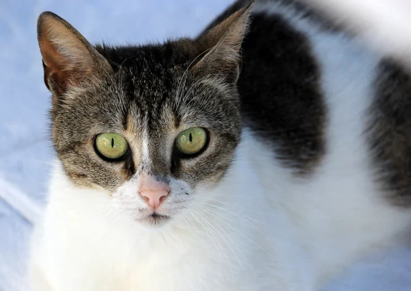 Retrato de gato — Foto de Stock