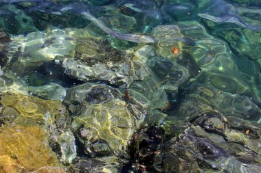 Taşların altında deniz suyu