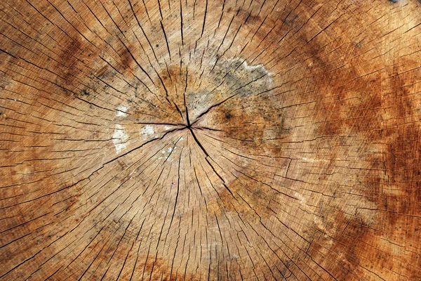 Textura de madeira de tronco de árvore cortada — Fotografia de Stock