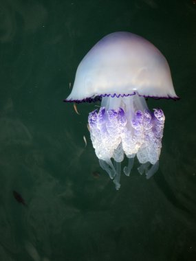 rhizostoma pulmo denizanası