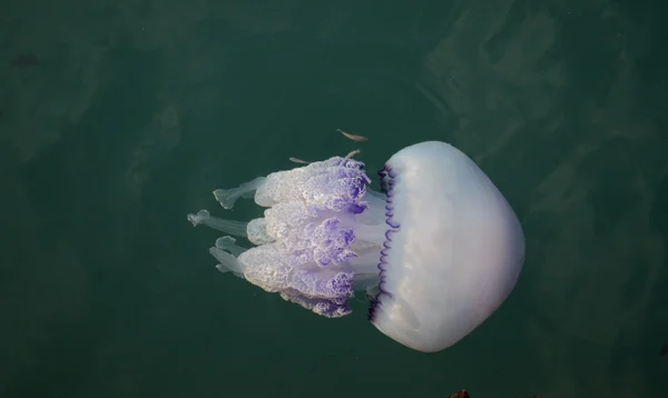 Rhizostoma pulmo jellyfish — Stock Photo, Image