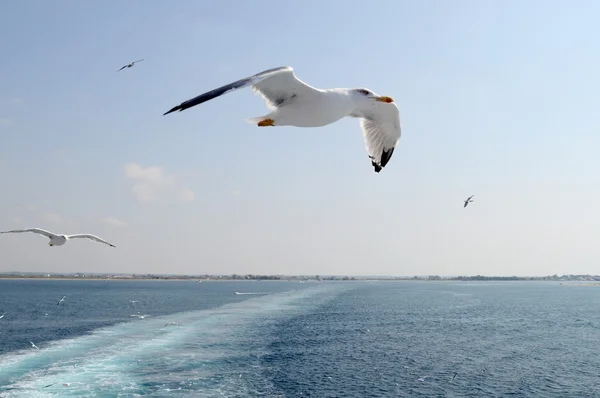 Gaviotas — Foto de Stock