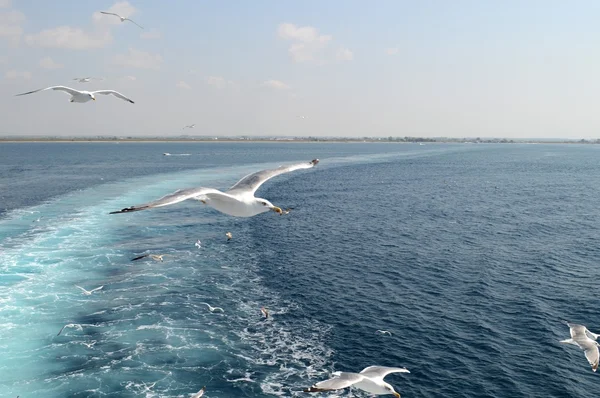 Seagulls — Stock Photo, Image