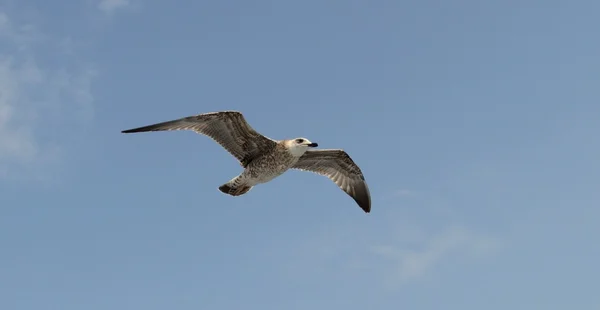 Fiskmås — Stockfoto