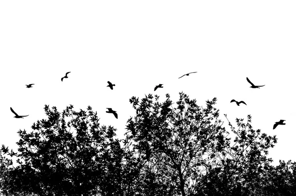 Arbres et branches avec oiseaux volants — Image vectorielle