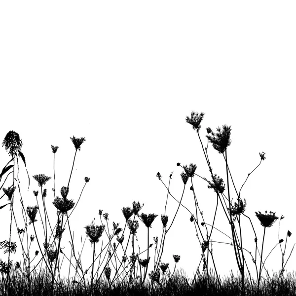 Natuurlijke wilde planten op gras silhouet — Stockvector