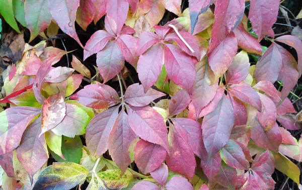 Rode herfstbladeren — Stockfoto