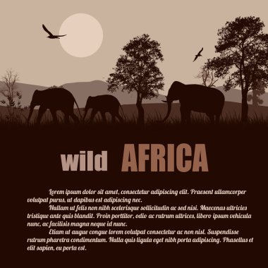 Vahşi Afrika poster