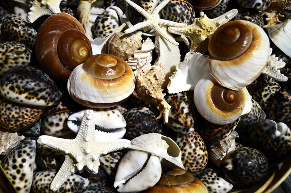 Fondo de conchas marinas — Foto de Stock