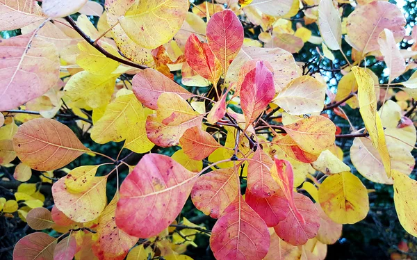 Colored autumn leaves — Stock Photo, Image