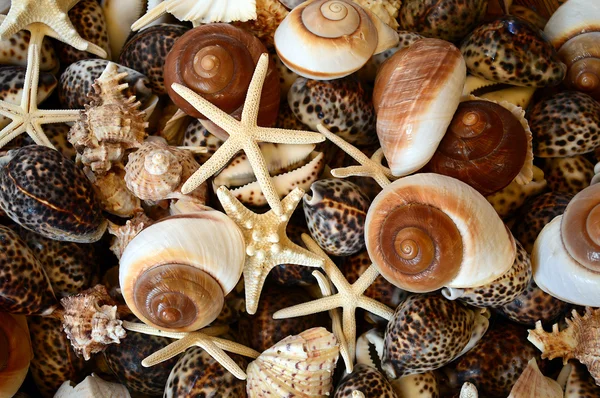 Meeresmuscheln Hintergrund — Stockfoto