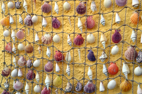 Conchas penduradas na corda — Fotografia de Stock