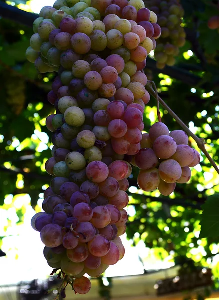 Kawałki czerwonych winogron — Zdjęcie stockowe