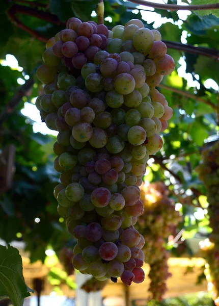 Bunches of red wine grapes — Stock Photo, Image