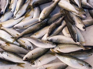 küçük balıklar arka plan