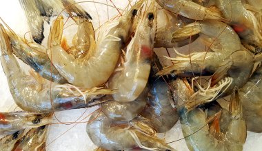 Taze karides arka plan