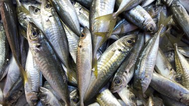 taze balık arka plan