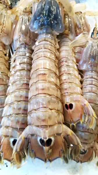 Camarones de mantis fresca —  Fotos de Stock