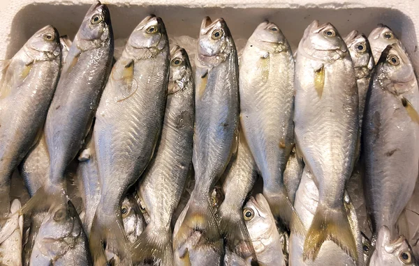 Čerstvé ryby pozadí — Stock fotografie