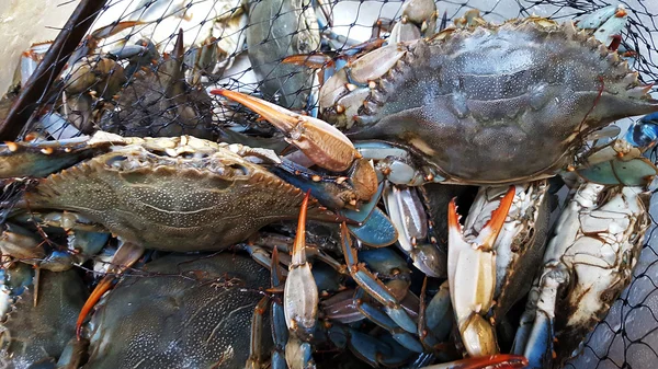 Krab niebieski tło — Zdjęcie stockowe