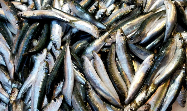 Fresh anchovies background — Stock Photo, Image