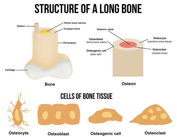 Struttura di un osso lungo — Vettoriale Stock