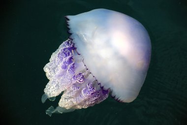 rhizostoma pulmo denizanası