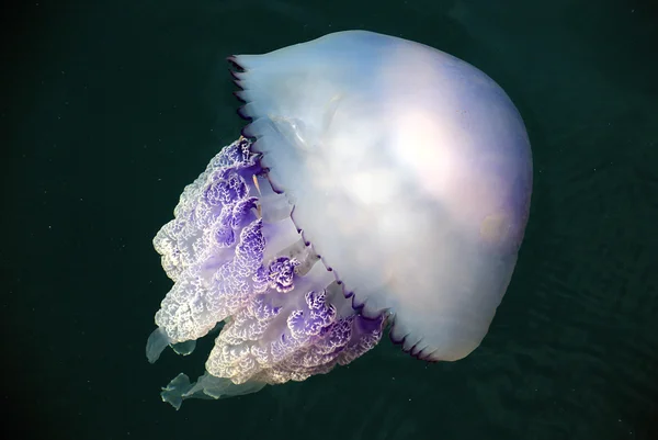 Rhizostoma pulmo μέδουσες — Φωτογραφία Αρχείου