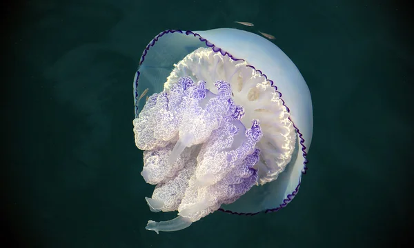 Rhizostoma pulmo медузи — стокове фото