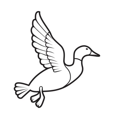 Yaban ördeği uçan beyaz