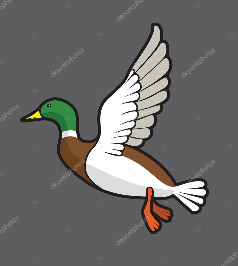 Flying colour mallard on gray background