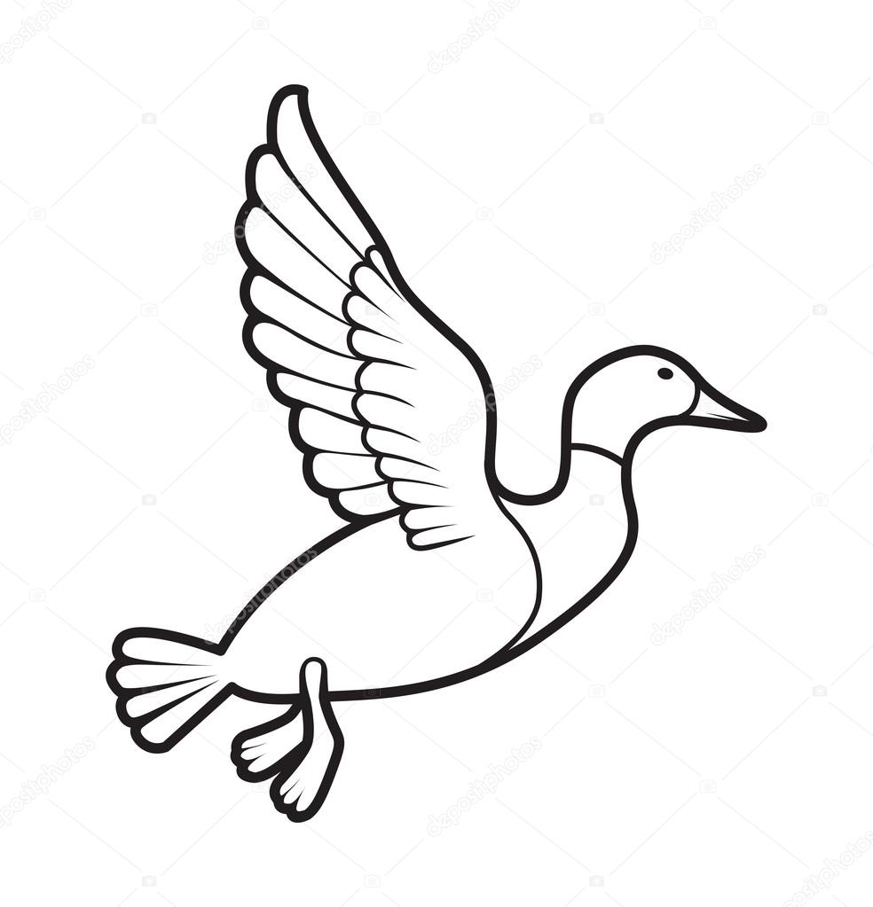 White flying mallard on white background. colour book