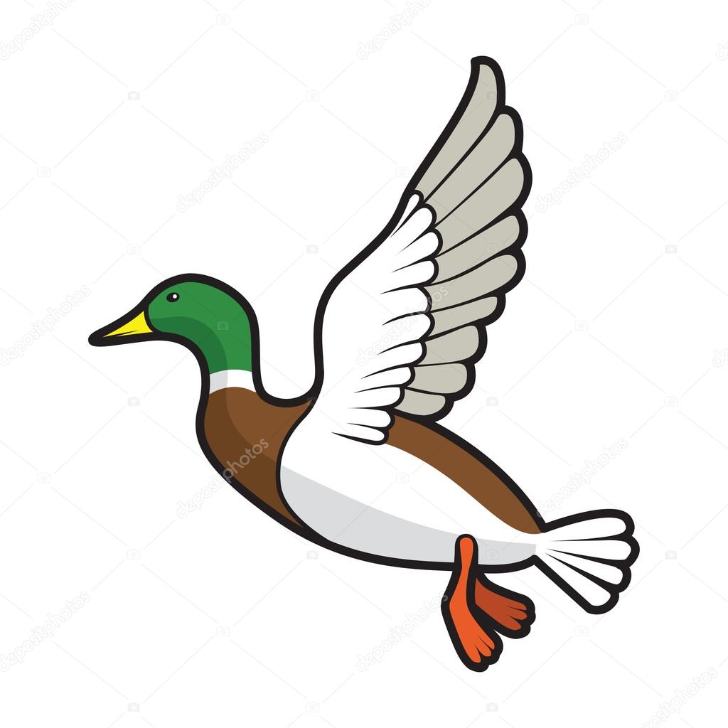 Flying colour mallard on white background