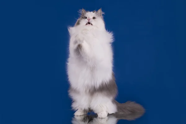White fluffy cat on a blue background isolated — Stok fotoğraf