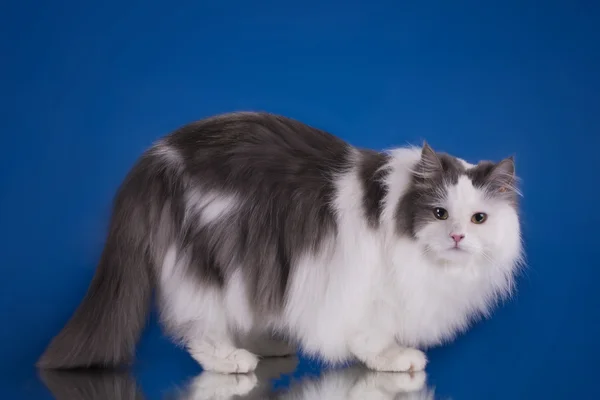 White fluffy cat on a blue background isolated — Stockfoto