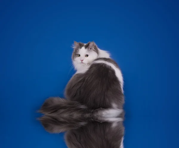 White fluffy cat on a blue background isolated — Stockfoto