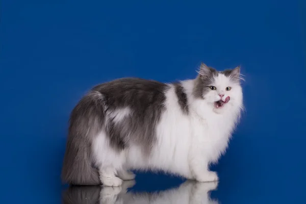 Gato blanco esponjoso sobre un fondo azul aislado — Foto de Stock