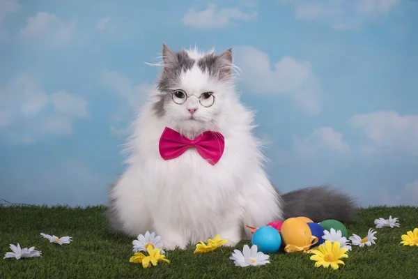 Gato no coelho terno celebra a Páscoa — Fotografia de Stock