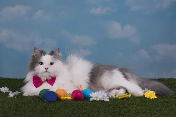 Kat in de kostuum bunny viert Pasen — Stockfoto