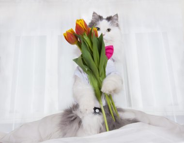 kedi Lale bir buket yatak metres getirdi.