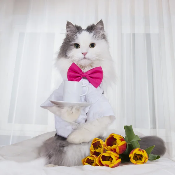 Kat met een boeket tulpen bracht koffie in bed — Stockfoto