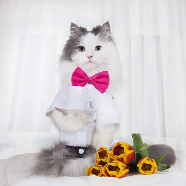 Cat with a bouquet of tulips brought coffee in bed — Stock Photo, Image