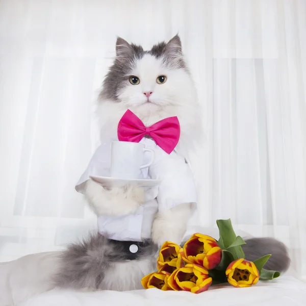 Kat met een boeket tulpen bracht koffie in bed — Stockfoto